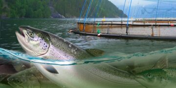 Foreign Correspondent: Norway's New Oil examines Norway's salmon industry