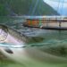 Foreign Correspondent: Norway's New Oil examines Norway's salmon industry