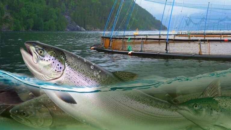 Foreign Correspondent: Norway's New Oil examines Norway's salmon industry