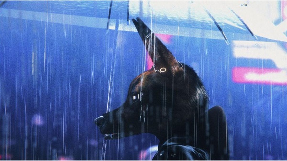 A dog looking through a rain-covered window in Bouchra on MUBI.