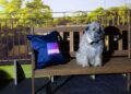 Colin the dog on a BINGE event set