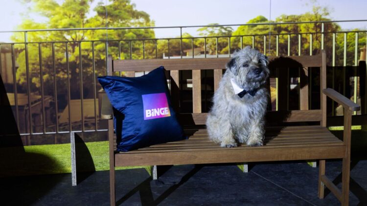 Colin the dog on a BINGE event set