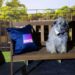 Colin the dog on a BINGE event set