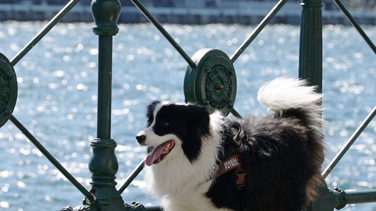Dogs at Work will follow working dogs and their handlers.